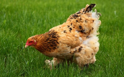 До чого сняться кури?