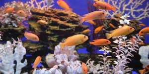Сонник акваріум з рибками, до чого сниться акваріум з рибками уві сні