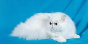 Сонник біла кішка, до чого сниться біла кішка уві сні