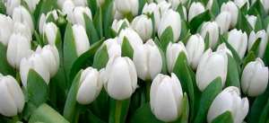 Сонник білі квіти, до чого сниться білі квіти уві сні