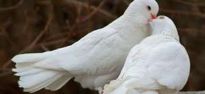 Сонник білий голуб, до чого сниться білий голуб уві сні