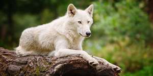 Сонник білий вовк, до чого сниться білий вовк уві сні