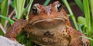Сонник велика жаба, до чого сниться велика жаба уві сні
