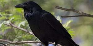Сонник чорна ворона, до чого сниться чорна ворона уві сні