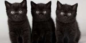 Сонник чорні кошенята, до чого сниться чорні кошенята уві сні