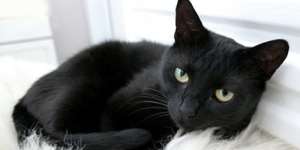 Сонник чорний кіт, до чого сниться чорний кіт уві сні