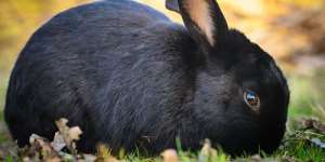 Сонник чорний кролик, до чого сниться чорний кролик уві сні