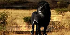 Сонник чорний лев, до чого сниться чорний лев уві сні