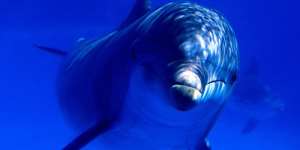 Сонник дельфін, до чого сниться дельфін уві сні