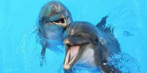 Сонник дельфіни в басейні, до чого сниться дельфіни в басейні уві сні