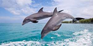 Сонник дельфіни в морі, до чого сниться дельфіни в морі уві сні
