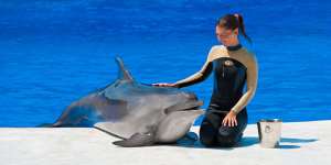 Сонник гладити дельфіна, до чого сниться гладити дельфіна уві сні