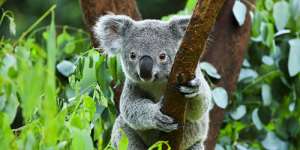 Сонник коала, до чого сниться коала уві сні