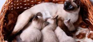 Сонник кішка народила кошенят, до чого сниться кішка народила кошенят уві сні