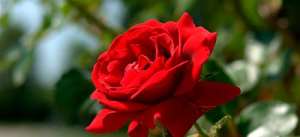 Сонник червона троянда, до чого сниться червона троянда уві сні