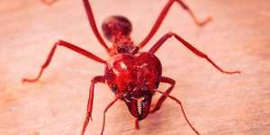 Сонник червоні мурахи, до чого сниться червоні мурахи уві сні