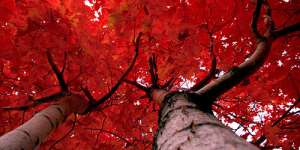Сонник червоне дерево, до чого сниться червоне дерево уві сні