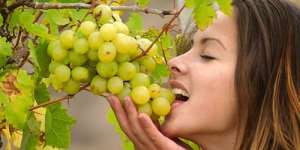 Сонник їсти виноград, до чого сниться їсти виноград уві сні