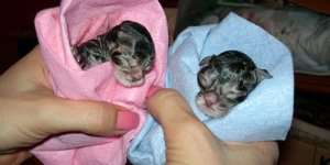 Сонник новонароджені кошенята, до чого сниться новонароджені кошенята уві сні