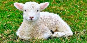 Сонник овечка, до чого сниться овечка уві сні