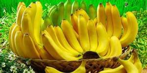Сонник купувати банани, до чого сниться купувати банани уві сні