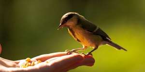 Сонник птах в руках, до чого сниться птиця в руках уві сні