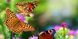 Сонник різнокольорові метелики, до чого сниться різнокольорові метелики уві сні