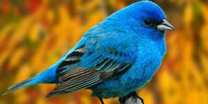 Сонник синій птах, до чого сниться синій птах уві сні