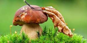 Сонник збирати гриби, до чого сниться збирати гриби уві сні