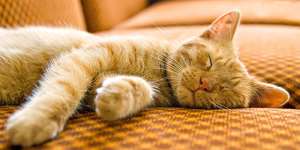 Сонник спляча кішка, до чого сниться спляча кішка уві сні