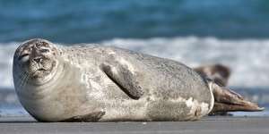 Сонник тюлень, до чого сниться тюлень уві сні