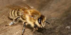 Сонник укус бджоли, до чого сниться укус бджоли уві сні