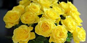 Сонник жовті троянди, до чого сниться жовті троянди уві сні